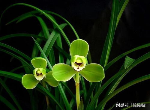 兰花的文化内涵