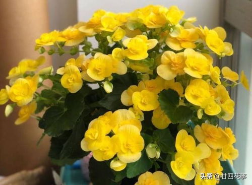 玛格丽特：南方地区的夏季花卉