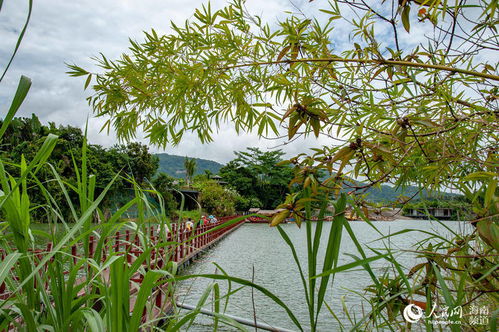 山地雨林中的古老树种