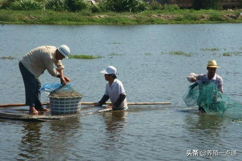 揭秘小龙虾应激反应：背后的原因及应对策略
