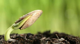 一、枯萎花朵的处理方法