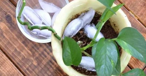 养护的细节：生菜的日常呵护