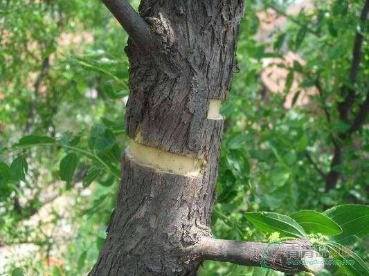 如何选择高效除草剂进行馒头柳树种植地的除草？