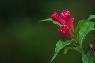 红王子锦带病害防治→高效防治花卉病虫害