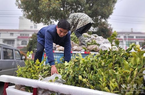 「茶油苗」高效生根粉，助力油茶苗快速生长！
