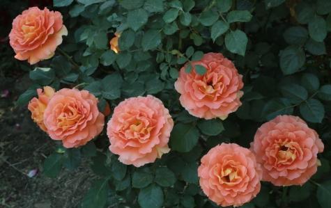 缺点：香味不够浓