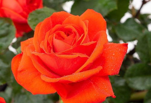 月季花的皇后气质