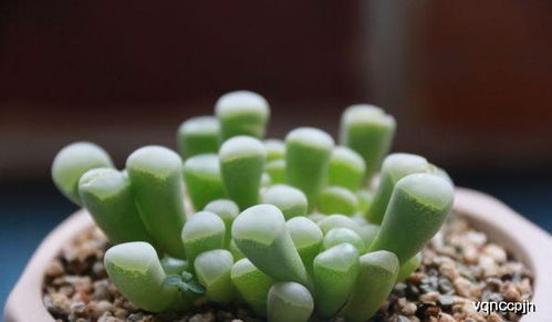 多肉枝断了怎么接上？揭秘断枝嫁接的神秘技巧！