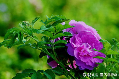 九朵粉玫瑰代表美丽浪漫，那么这九朵芬芳绽放的玫瑰有什么特殊含义吗