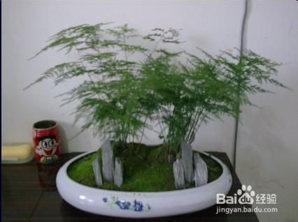 云竹修剪技巧有哪些，如何让云竹修剪后更美观