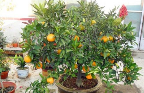 金桔树选土壤：酸性土壤是关键
