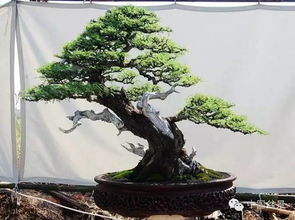 金钱松盆景的制作