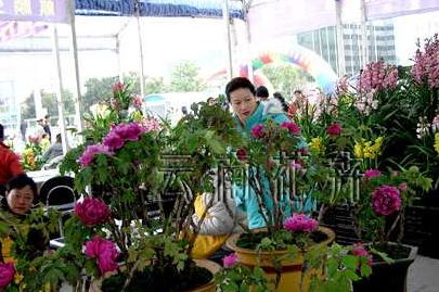如何根据花卉养殖技巧大全，有效延长鲜花花期