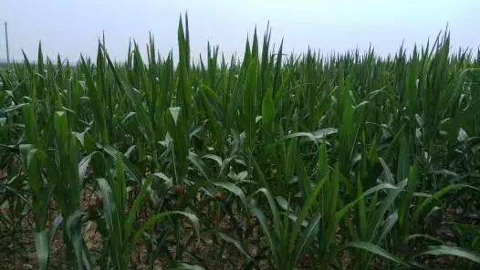 打农药后移栽，影响大不大？