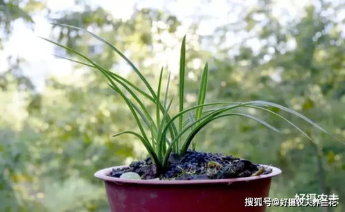 搜索兰花分苗技巧，不烂根成活率高