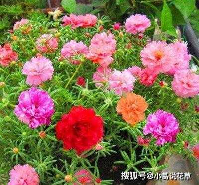 浇水口诀， 中草花的日常护理