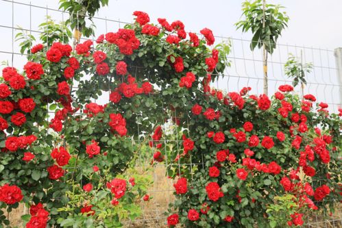 童话奏鸣曲月季的由来