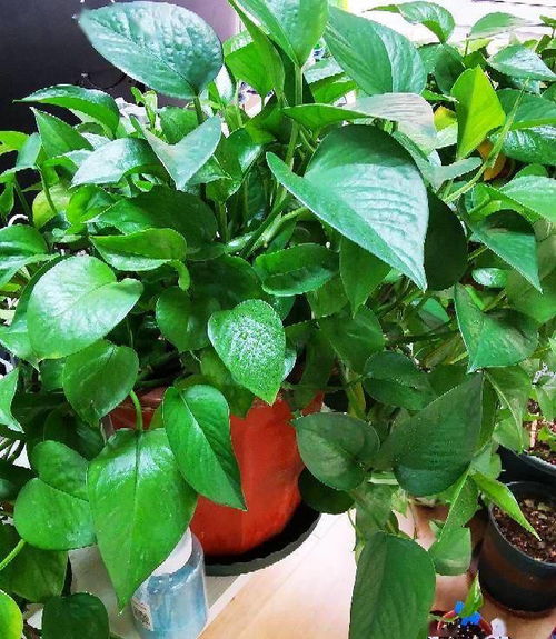 养护技巧三重奏，几年换盆？