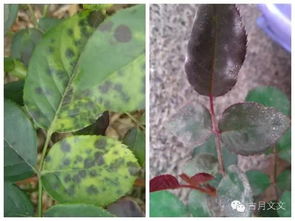 月季花病虫害防范指南