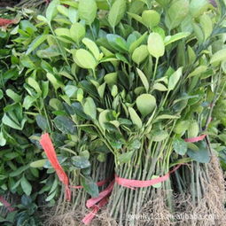 矮冬青：耐寒小嫩手