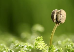 茵陈图片大全大图？点这里