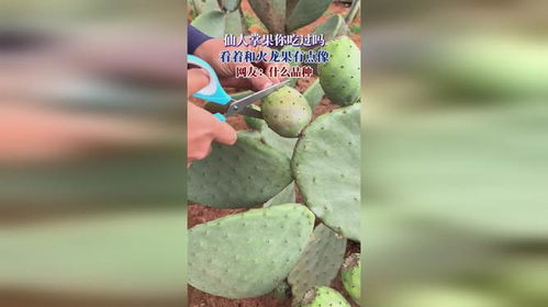 仙人掌果到底能不能吃？这几个误区要知道