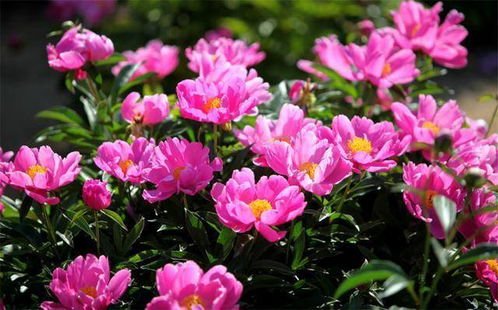 春天有哪些花开？这几种花你一定不能错过