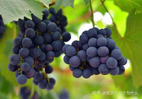 葡萄种植， 损失惨重