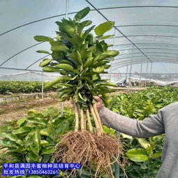 如何买苗才比较平安