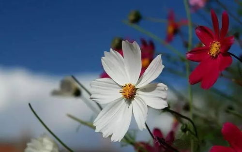 落地花摄影入门：捕捉自然的瞬间