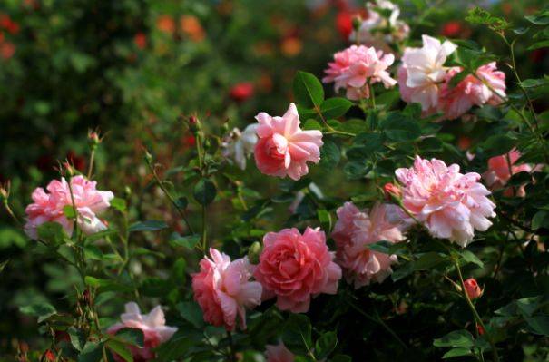 亚历克红月季：幸福和希望的代表