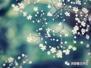 如何让满天星保持长久鲜艳，成为家中一道亮丽风景