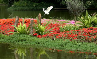 上海植物园的冬季实验：耐寒植物的验证