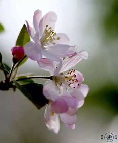 海棠花开，你可知其意
