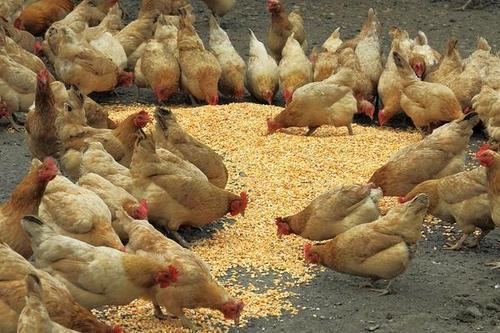 “成功改良饲料，提高鸡群生长速度