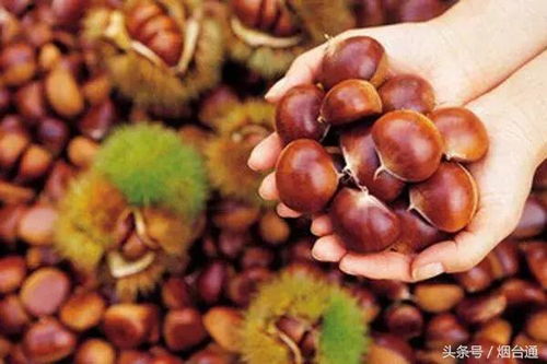 提升花卉保鲜度：掌握高效板栗冷藏技术