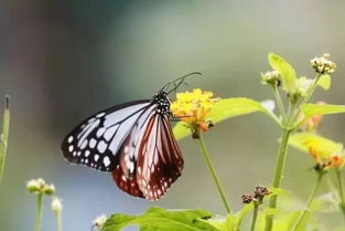 认识蝴蝶花：那些名字叫作蝴蝶的花
