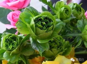 绿结珍月季简介