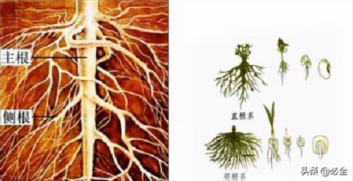 土壤的呼吸作用