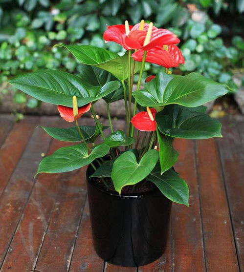 红掌怎么养？花怎么保持鲜艳