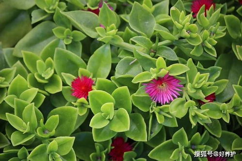 牡丹吊兰怎么养才能开花？开花后如何延长花期