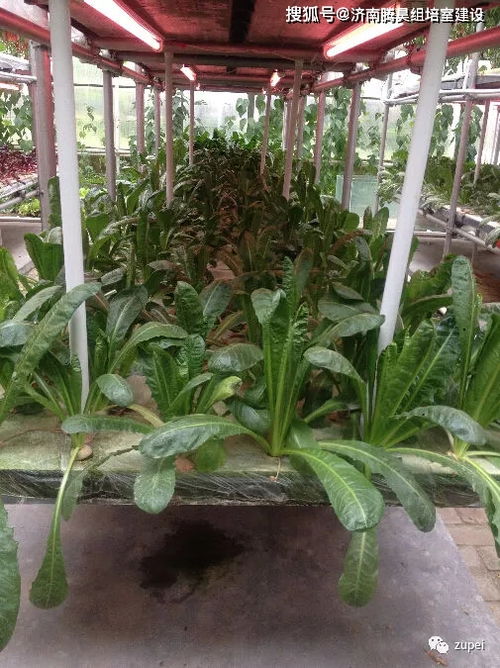 植物补光用LED灯最好？老花匠教你这样选