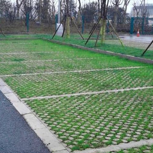 停车场绿化，草籽选什么？