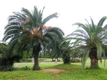 椰子树：海口市树非白叫