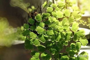 抗污染花草：室内空气净化器