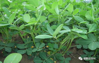 花生生长那些事儿