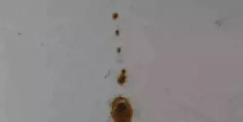 蜜蜂冬天如何安全喂养？需了解蜜蜂习性及冬季饲料选择