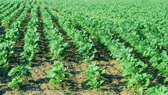 老张的深夜坦白局：丙环唑的使用技巧