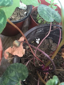 采摘技巧：轻柔摘取， 保护花梗