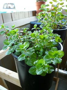 驱蚊好养植物盘点，养眼驱蚊两不误